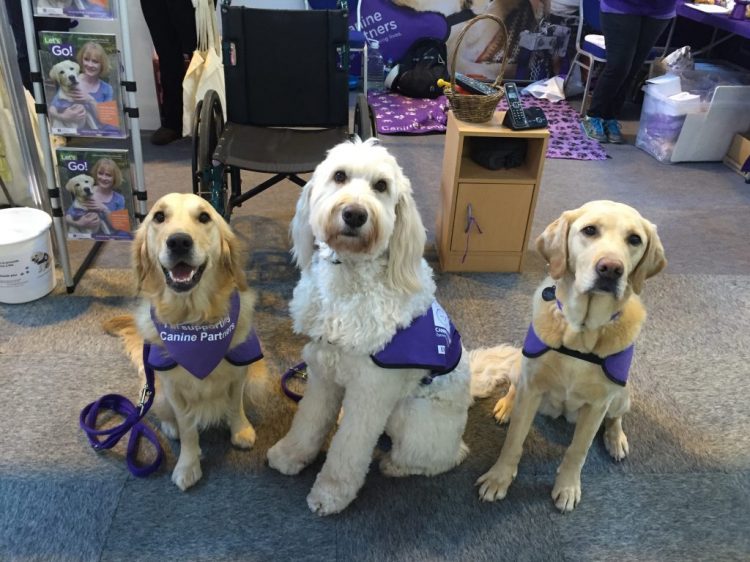 Blyth, Rio and Erin demonstration team assistance dogs at Crufts
