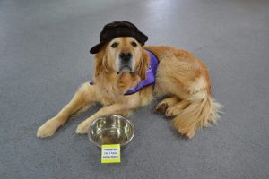 Demonstration assistance dog Radley dressed as Oliver Twist for World Book Day