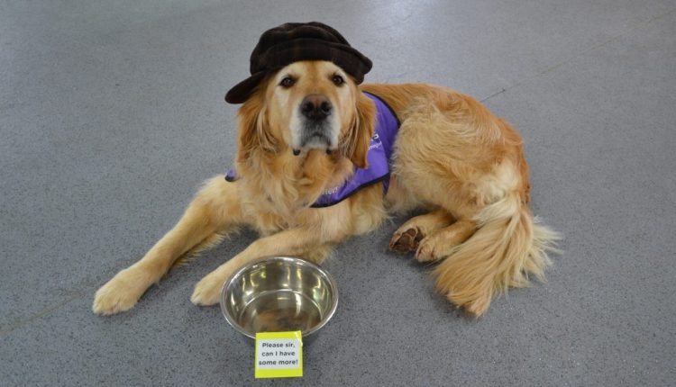 Demonstration assistance dog Radley dressed as Oliver Twist for World Book Day