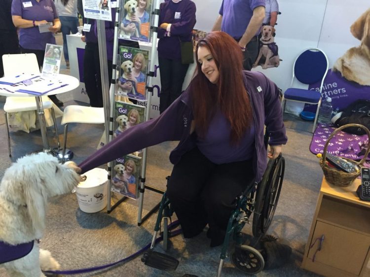Canine Partners demonstration dog Rio tugging advanced trainer Cat's sleeve to showcase assistance dogs abilities