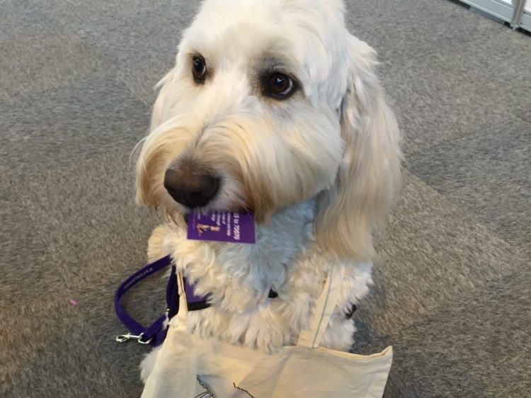 Demonstration dog Rio holding Canine Partners goody bag