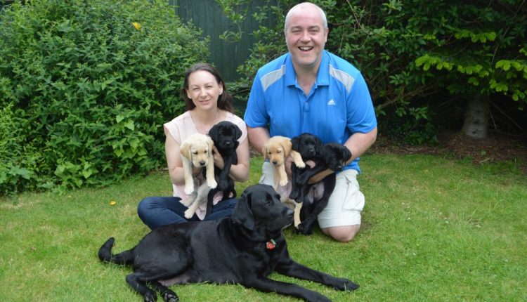 Wife and Husband volunteers for Canine Partners with brood bitch Pebble and her litter of puppies