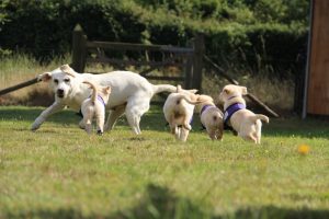 Tina with Brodie Beryl Betty and Bella Canine Partners