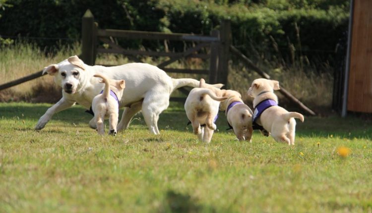 Canine Partner mum Tina with puppies Brodie, Beryl, Betty and Bella