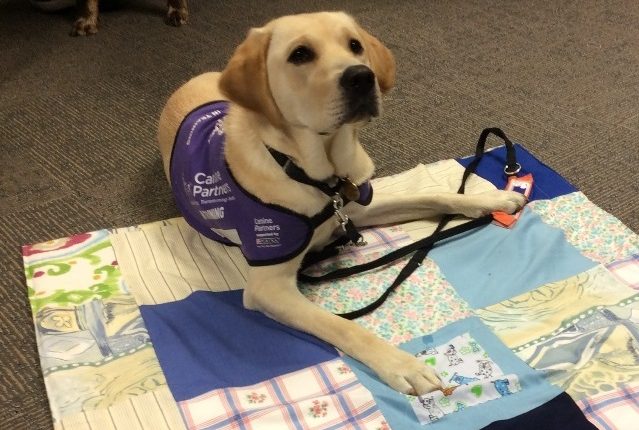 Assistance dog in training Hetti laying on a small quilt made to raise funds for the charity