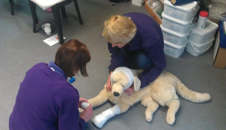 Two trainers practising dog first aid on soft toy
