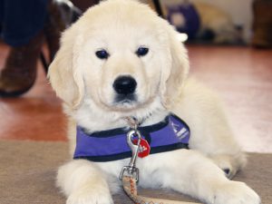 Sponsor puppy for Canine Partners