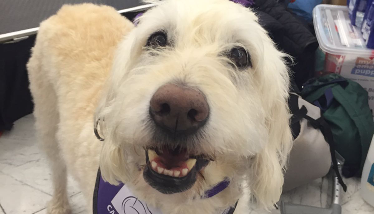 Retired Canine Partners demonstration dog Saffy at Canary Wharf fundraising event
