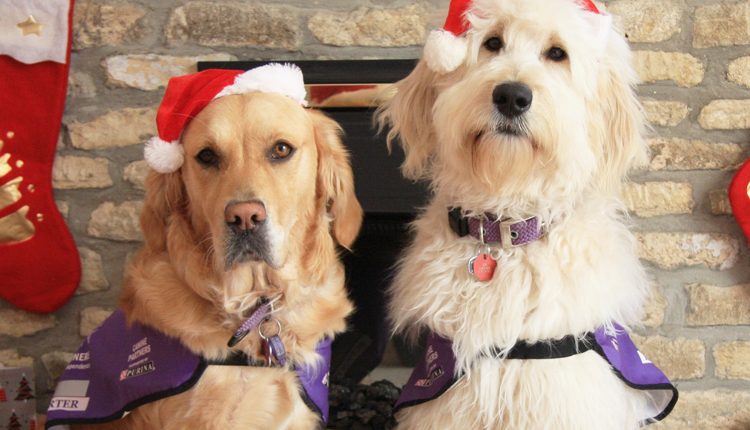 Two Canine Partners dogs in Santa hats staying safe at Christmas