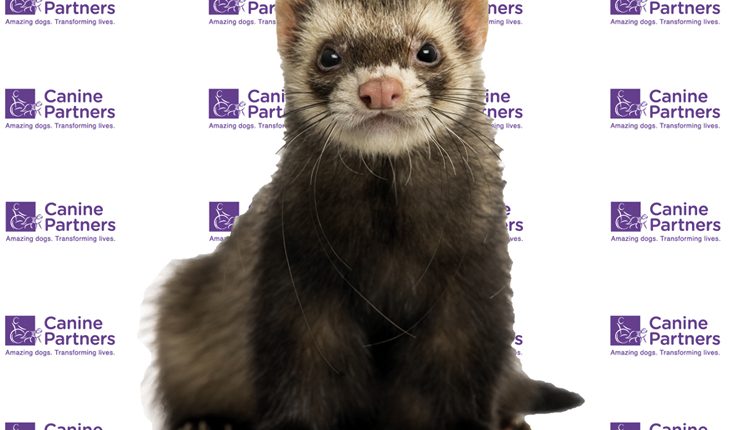 Canine Partners Scotland Ferret Race Event March 2017