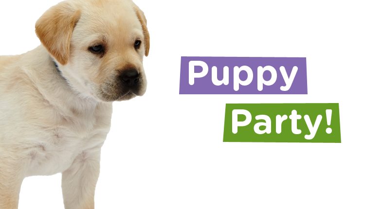 Canine Partners Puppy Party event 2017 meet puppies in training