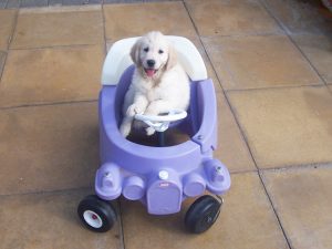 Canine Partners puppy sat in children's toy car