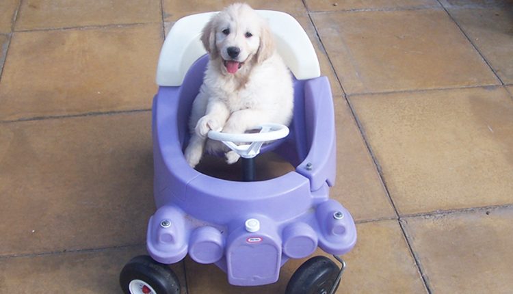 Canine Partners puppy sat in children's toy car