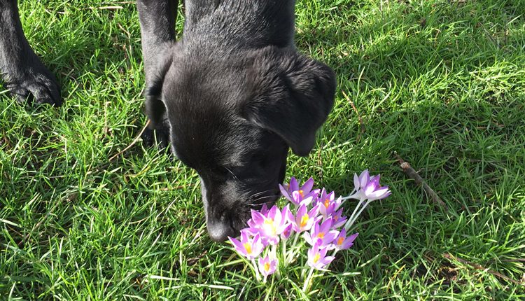 Canine Partners puppy sniffing a flower