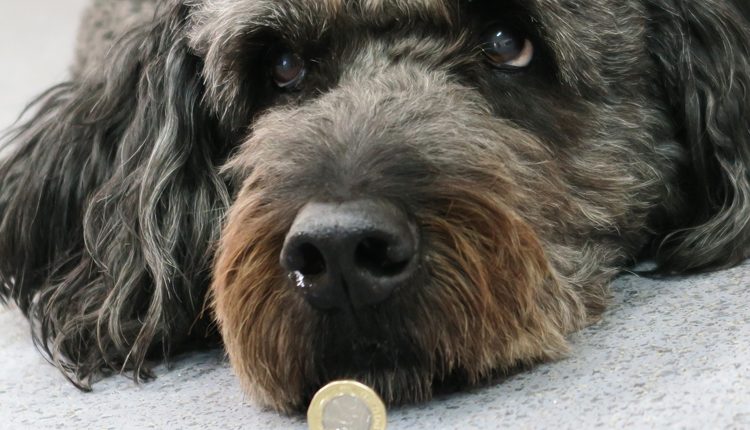 Canine Partners meet and greet dog Doyle with new £1 coin