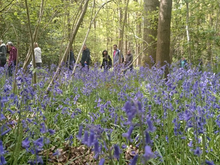 Beautiful Bluebells at Martinshaw Wood for Canine Partners walk