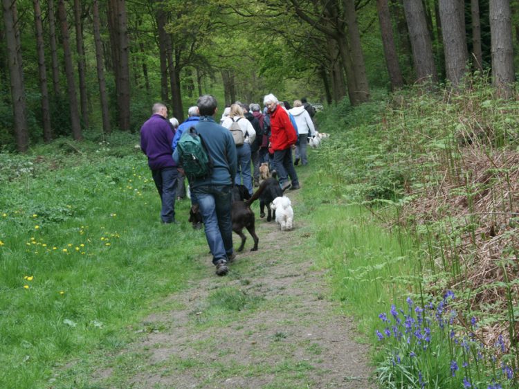 Group setting off into Martinshaw Wood for Canine Partners Bluebell Walk