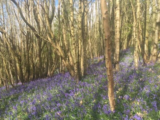 Beautiful Bluebells at the Canine Partners Riverhill Bluebell Walk