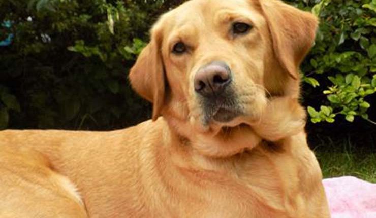 Canine partner mum Faith who has puppies that are trained as assistance dogs