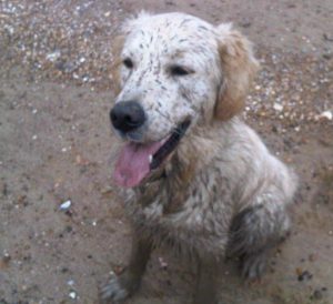 https://caninepartners.org.uk/wp-content/uploads/2018/01/cleaning-a-muddy-dog-300x274.jpg