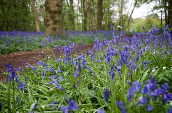 Beautiful Bluebells at the Arlington Bluebell Walk & Farm Trail