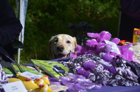 Canine Partners dog at Martinshaw Bluebell Walk 2018 peering over merchandise table