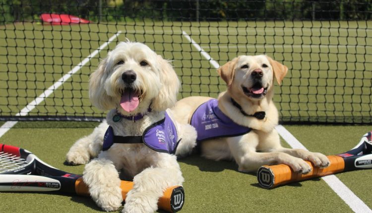 Canine Partners plays Champions Tennis meet the ball dogs Canine Partners