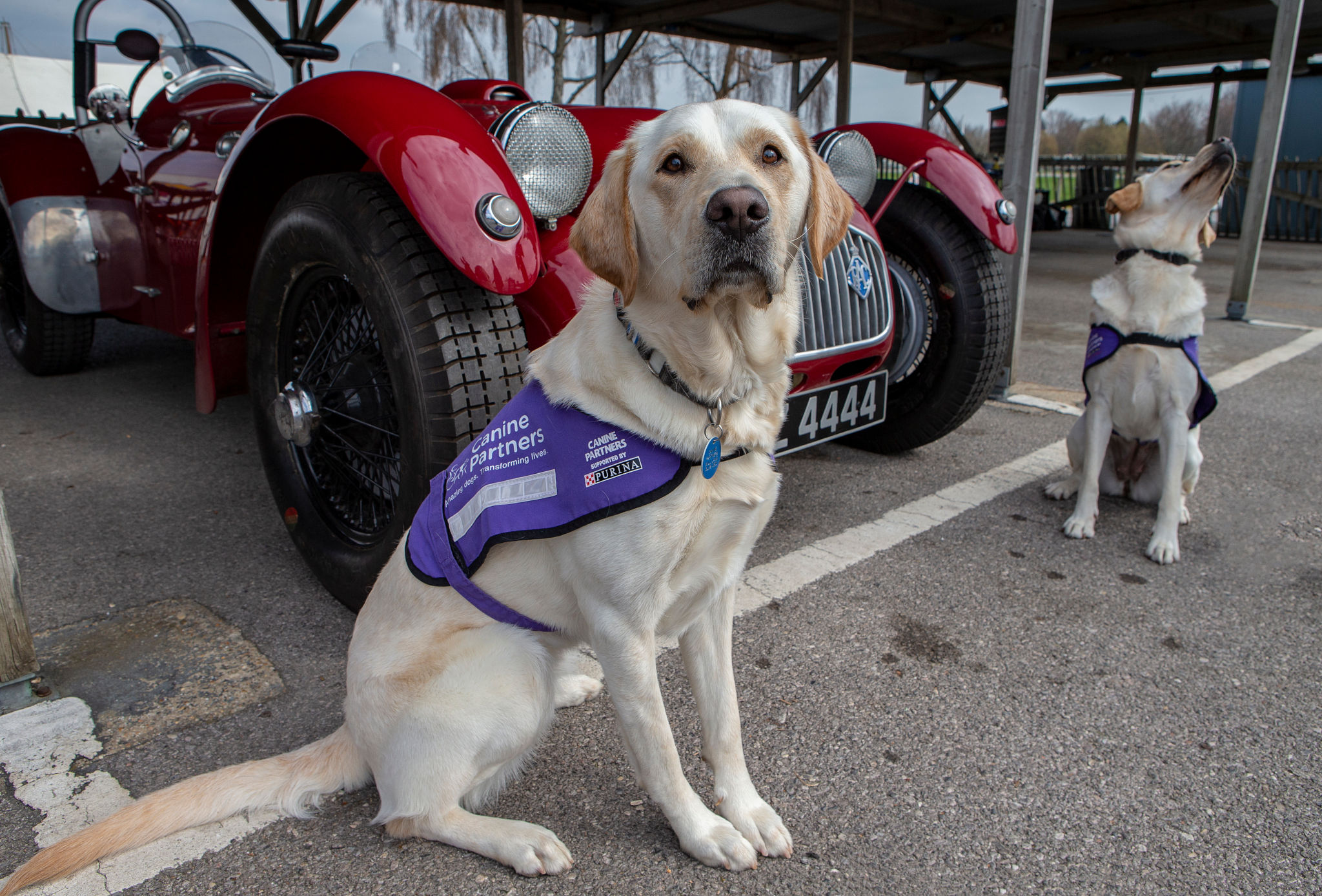Canine Partners dog walk at Goodwood Canine Partners