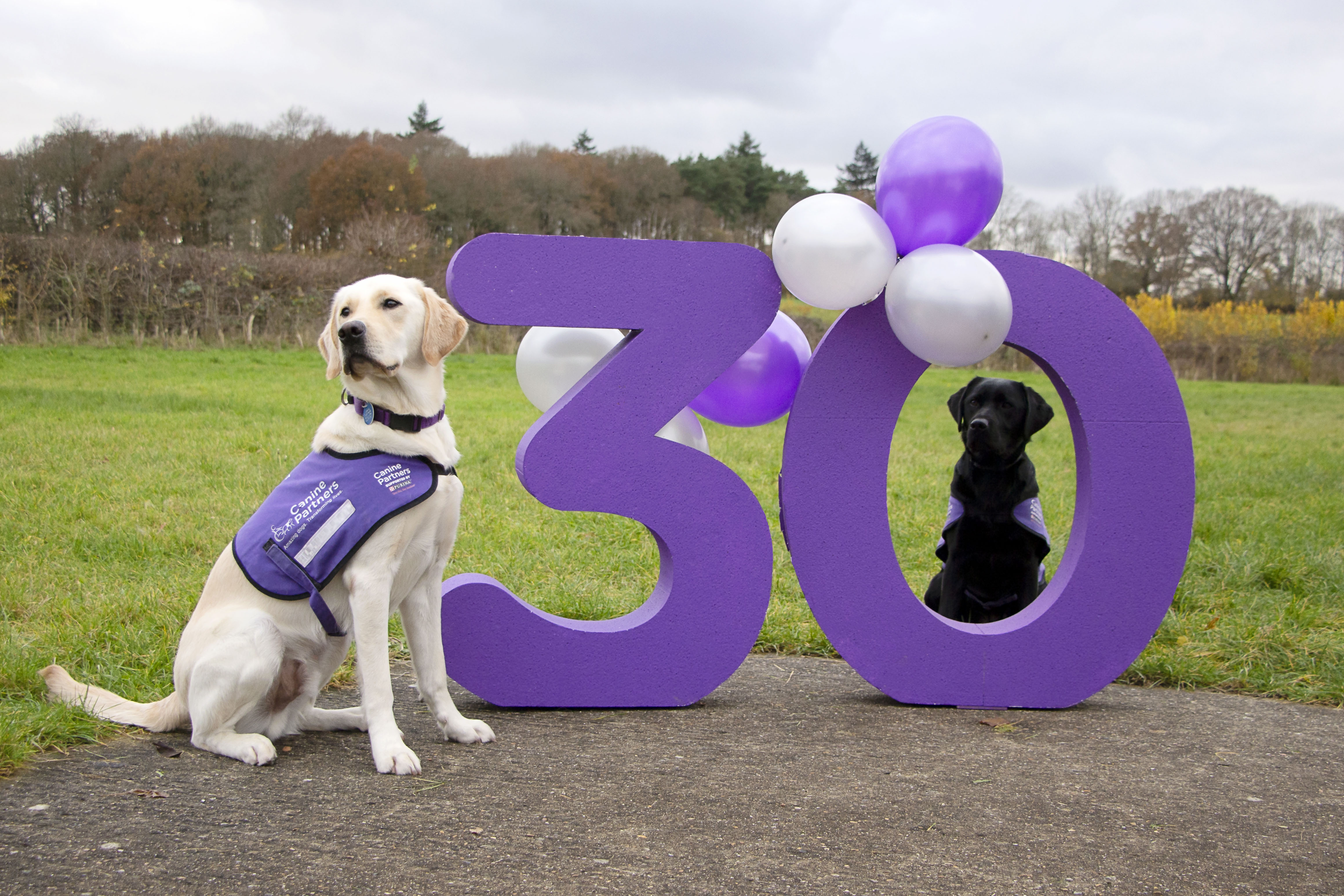 Two dogs in advanced training sit with a large purple 30 and purple and silver balloons