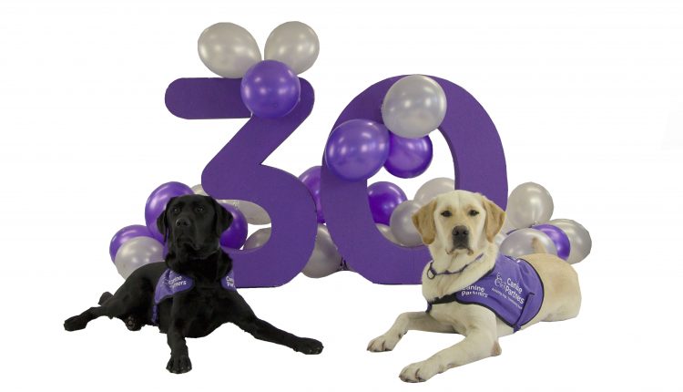 Two dogs in advanced training sit with a large purple 30 and purple and silver balloons