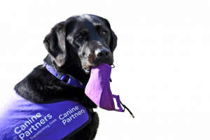 CP black lab carrying covid mask