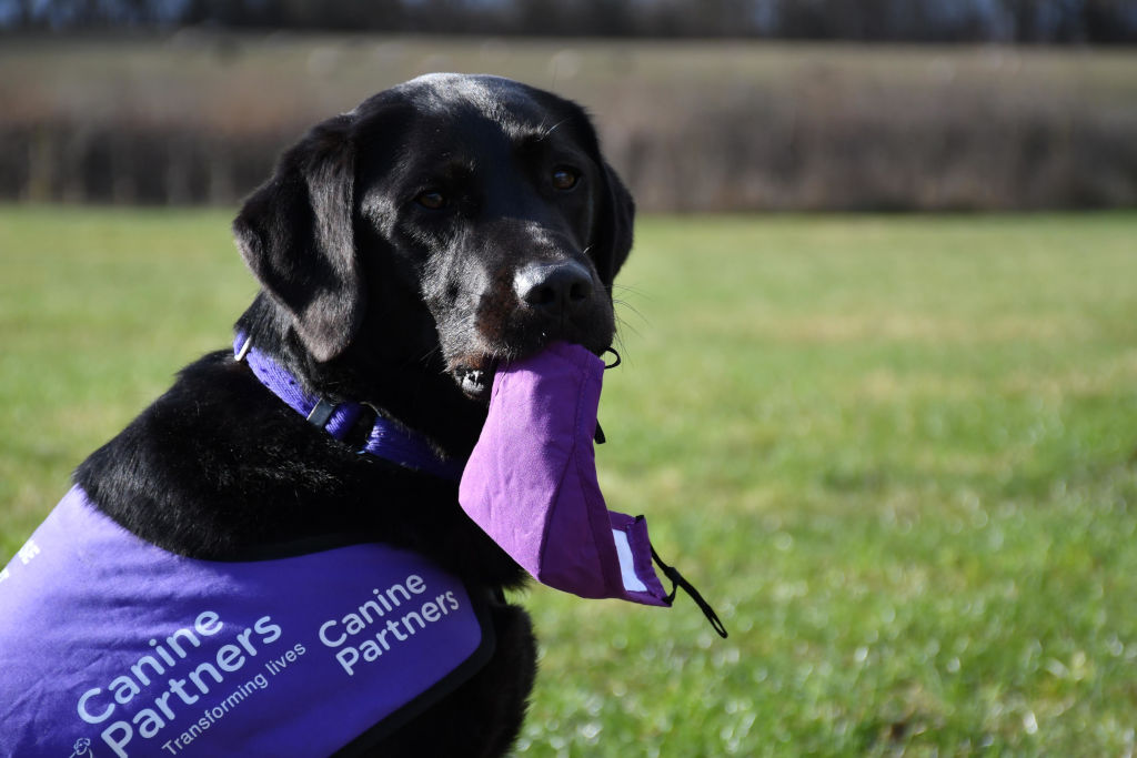 CP black lab holding a face mask