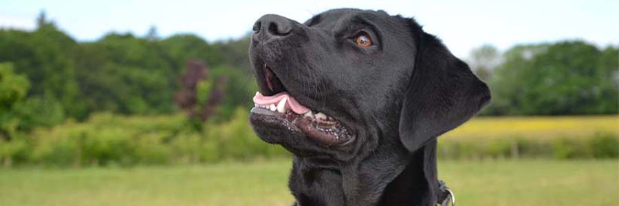 Labrador dogs 2024 for rehoming