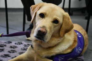 Canine Partner Jeffery with his head tilted to the side looking lovingly at the camera.