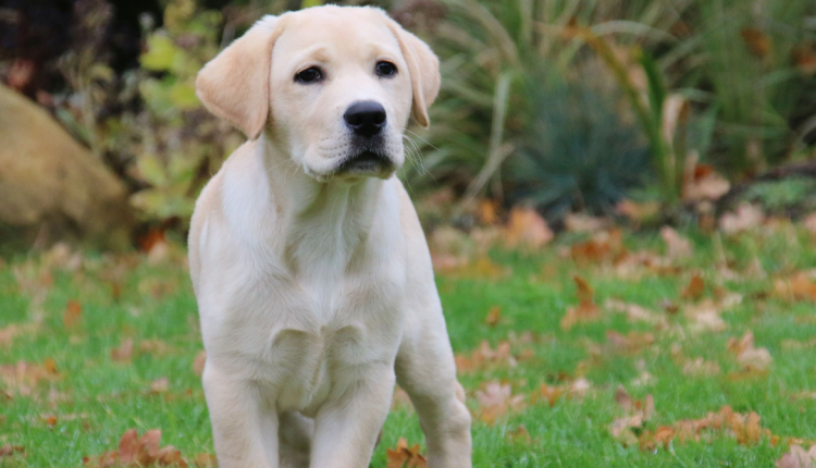 Local best sale puppy training