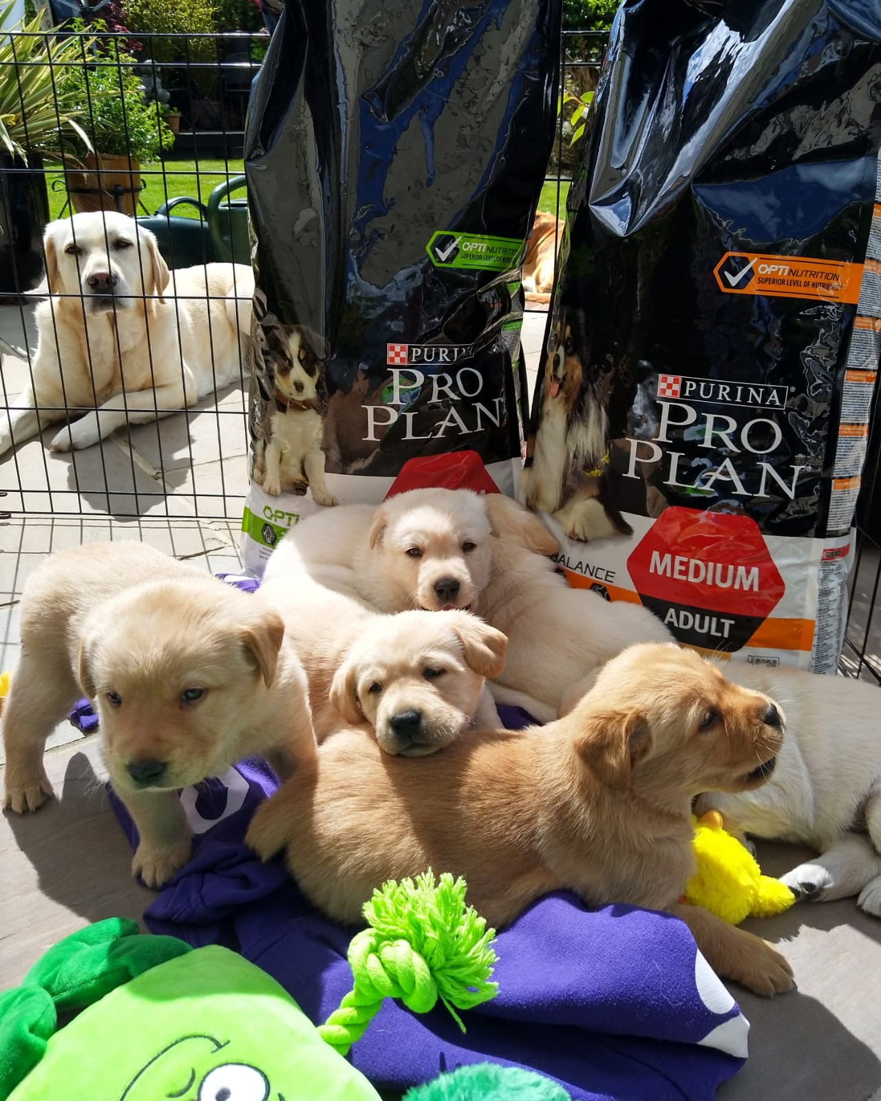 Labrador purina sale