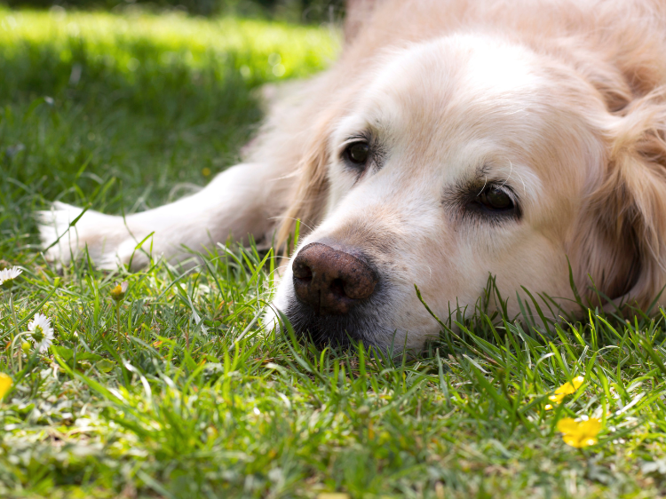 Puppy lying on some grass